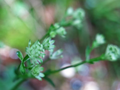 Astrantia carniolica