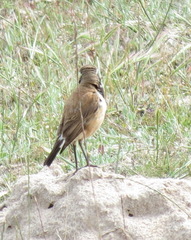 Oenanthe pileata pileata