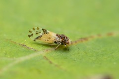 Cacopsylla pulchella