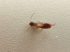 Apterygida albipennis