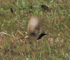 Oenanthe pileata pileata