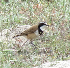 Oenanthe pileata pileata