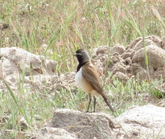 Oenanthe pileata pileata
