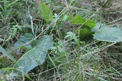 Rumex aquaticus