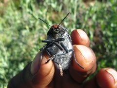Julodis humeralis