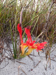 Babiana ringens australis