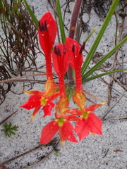 Babiana ringens australis