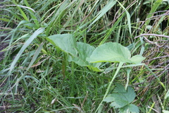 Rumex aquaticus
