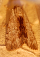 Catocala sordida