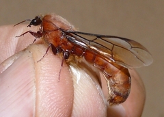 Dorylus helvolus