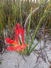 Babiana ringens australis