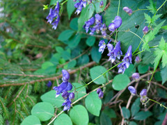 Aconitum degenii