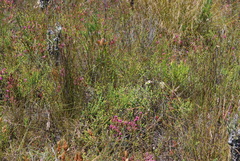 Aspalathus batodes spinulifolia