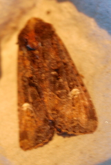 Helotropha reniformis