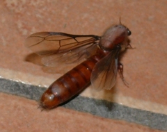 Dorylus helvolus