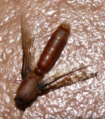 Dorylus helvolus