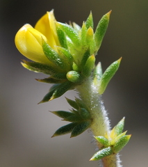 Aspalathus batodes spinulifolia