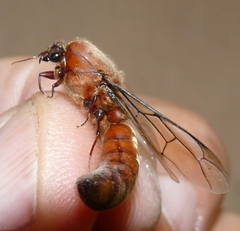 Dorylus helvolus