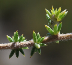 Aspalathus batodes spinulifolia