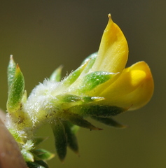 Aspalathus batodes spinulifolia