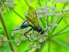Phaenolobus terebrator