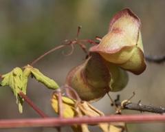 Cardiospermum halicacabum halicacabum