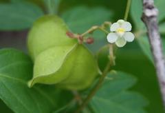 Cardiospermum halicacabum halicacabum