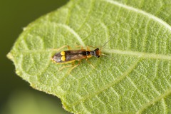 Malthinus seriepunctatus