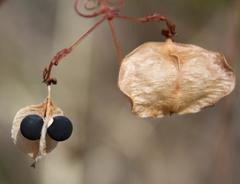Cardiospermum halicacabum halicacabum