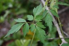 Cardiospermum halicacabum halicacabum