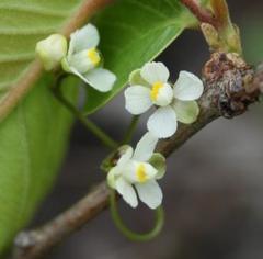Cardiospermum halicacabum halicacabum