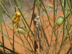 Oiketicoides maledicta