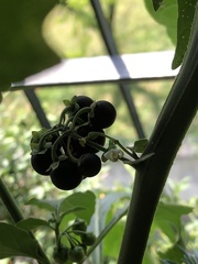 Solanum nigrum
