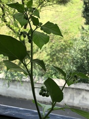 Solanum nigrum