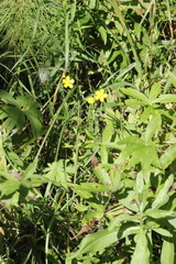 Ranunculus propinquus subborealis