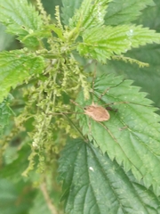 Rilaena triangularis