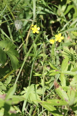 Ranunculus propinquus subborealis