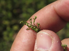 Asperula tinctoria
