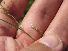 Asperula tinctoria
