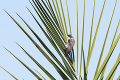 Sporophila albogularis
