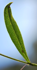 Psoralea laxa