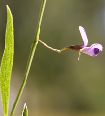 Psoralea laxa