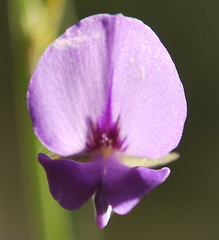 Psoralea laxa