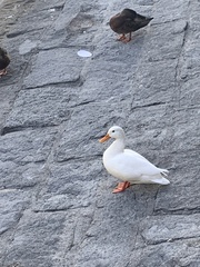 Anas platyrhynchos domesticus