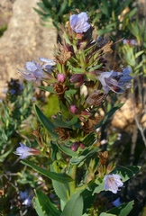 Lobostemon laevigatus