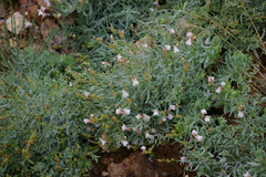 Linaria nivea