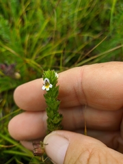 Euphrasia taurica