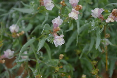 Linaria nivea