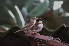 Passer domesticus indicus