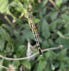 Diplacodes trivialis